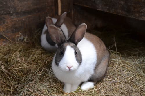 Obrázek králíků